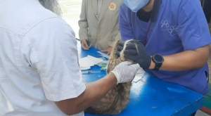 Pelaksanaan vaksinasi dan pemberian obat cacing serta vitamin bagi kucing di wilayah Sunter Agung, Tanjung Priok, Jakarta Utara, Jumat (14/7/2023), kemarin.