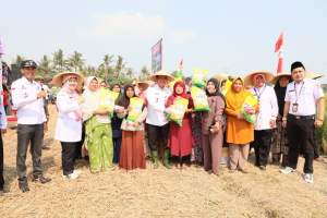 PJ Bupati Tangerang Gelar Panen Raya Padi Bersama Petani di Sukadiri