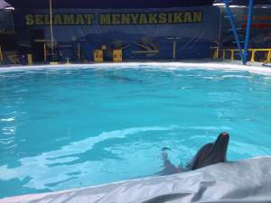 Atraksi Lumba-lumba Hadir di Kota Tangerang