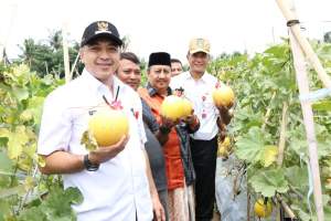Zaki Panen Jagung dan Melon Di Teluknaga