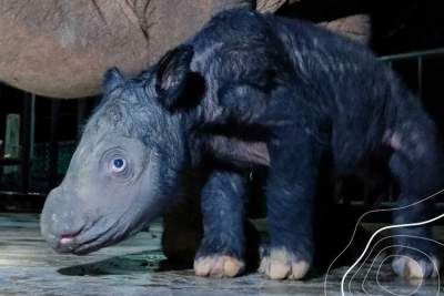 Kelahiran Bayi Badak Sumatera di Suaka Rhino Sumatera, Taman Nasional Way Kambas
