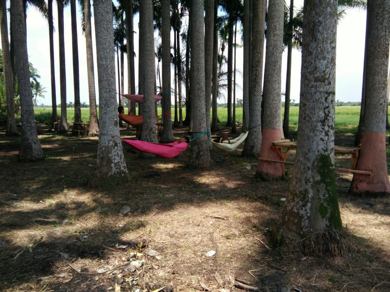 Viral Wisata Palem Di Desa Bunar Mendadak Ramai Dikunjungi Warga 2