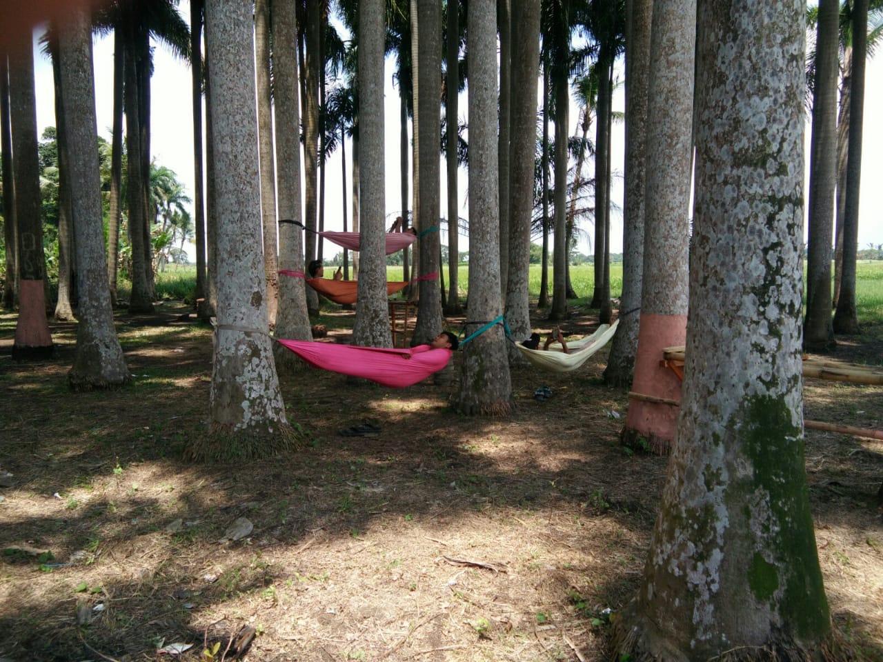 Viral Wisata Palem Di Desa Bunar Mendadak Ramai Dikunjungi Warga 3