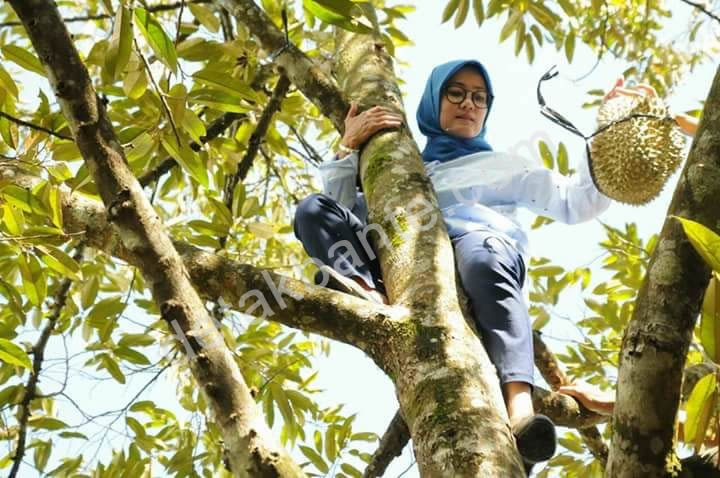 iti Bupati Lebak Panjat Pohon Duren 2