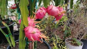 ilustrasi buah naga (Pixabay)