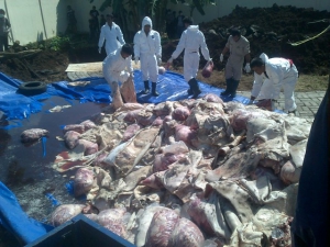 Kejari Akui Sulit Seret Pelaku Daging Celeng