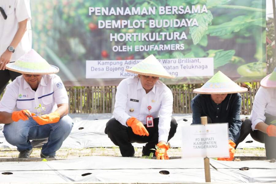 Pj Bupati Tangerang Tanam Project Demplot Budidaya Hortikultura