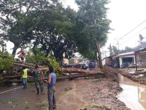 Waduh!! Pohon Tumbang Akibat Pembangunan Selokan