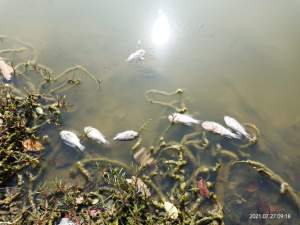 Ribuan Ikan Mati Mengambang di Sungai Cimanceuri Kemiri, Ada Apa?