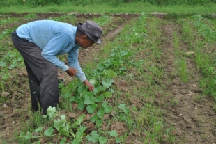 Jelang Ramadhan Petani Mulai Tanam Timun Suri