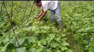 Bulan Ramadhan, Petani di Serang Panen Bonteng Suri