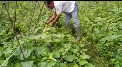 Bulan Ramadhan, Petani di Serang Panen Bonteng Suri
