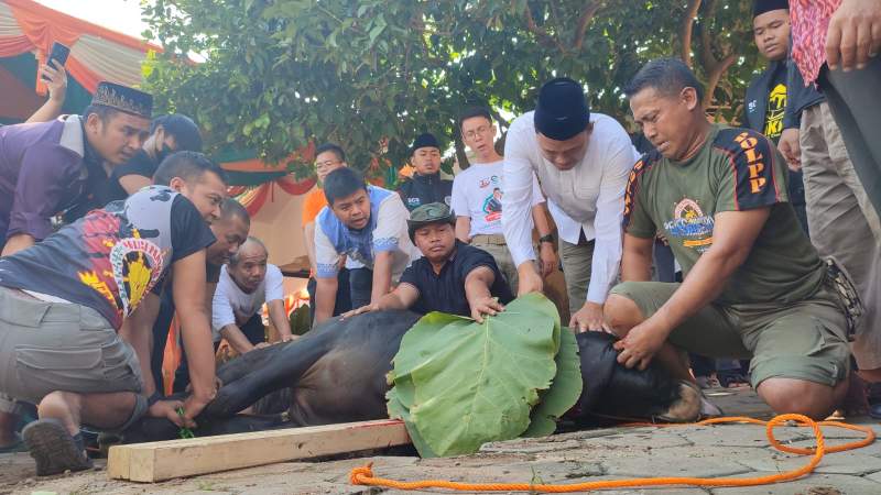 Wakil Walikota Cilegon Sanuji Pentamarta menyembelih sendiri sapi kurbannya, Minggu (10/7/2022).