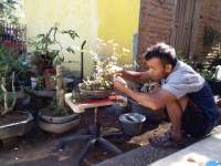 Pandeglang Punya Komunitas Penghias Bonsai