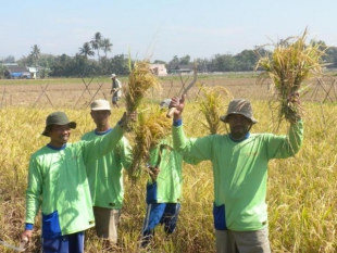 Petani Dikabupaten Serang Panen Padi Organik