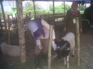 Distanak Kota Serang Sidak Hewan Kurban