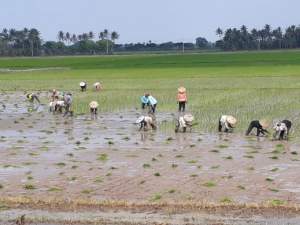 Musim Tanam Padi Telah Tiba