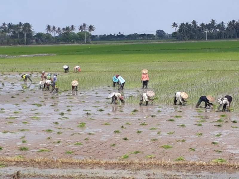 Musim Tanam Padi Telah Tiba
