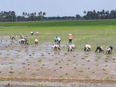 Musim Tanam Padi Telah Tiba