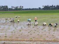 Musim Tanam Padi Telah Tiba