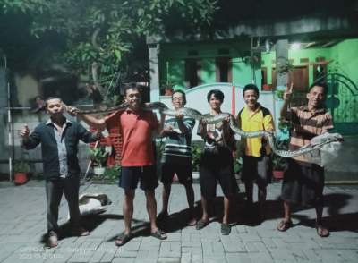 Seekor ular sanca berukuran panjang 6 Meter ditangkap warga Perumahan Taman Balaraja 