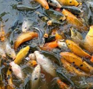 SDM Belum Mumpuni Pandeglang Masih Datangkan Ikan Dari Luar