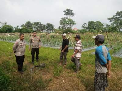 Realisasikan Ketahanan Pangan, Polsek Panongan Libatkan Warga