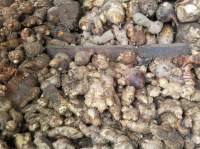 Harga Jahe Di Kota Serang Alami Kenaikan