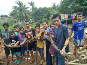 Ular sanca ditangkap warga Kampung Balaraja.