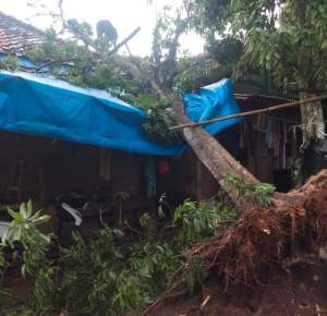 Pohon Tumbang Hantam Rumah Warga Desa Parahu