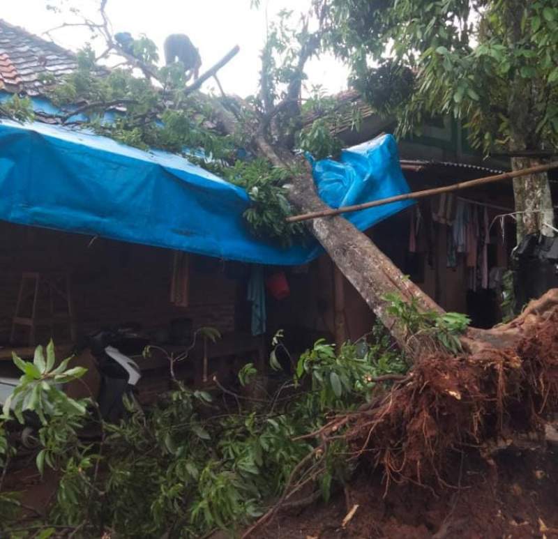 Pohon Tumbang Hantam Rumah Warga Desa Parahu