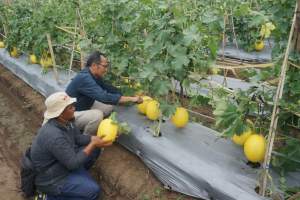 Petani Teluk Naga panen melon jenis varietas Alisha.
