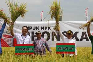 Wabup Lebak Hadiri Panen Demplot Di Desa Tambakbaya