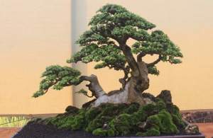 Ilustrasi Bonsai. (Bibitonline)