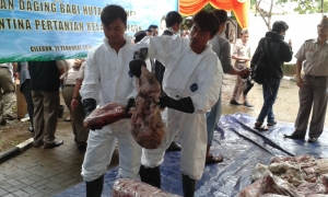 Sembilan Ton Daging Celeng Dimusnahkan di Cilegon
