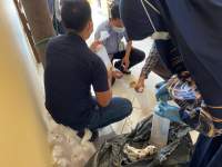 Polda Banten Gagalkan Penyelundupan 12 Ribu Benih Lobster