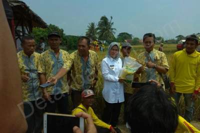 Kabupaten Serang Produksi Beras Jaseng