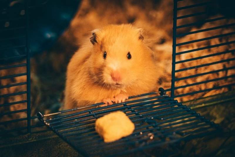 Hamster. (Jie Wang via Unsplash)