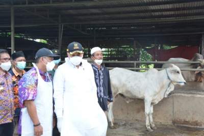 Cegah penyebaran PMK, Bupati Pantau Lapak Penggemukan Sapi