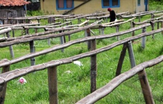 Tempat penjemuran ikan asin milik warga Desa Panimbang Kecamatan Panimbang yang sudah yang sudah beberapa minggu tidak digunakan untuk produksi oleh pemiliknya
