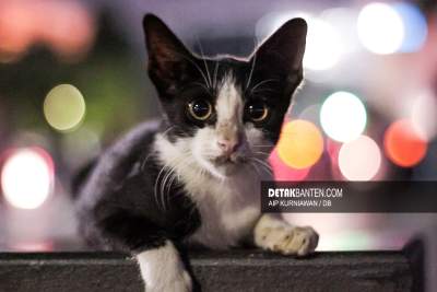 ilustrasi kucing liar. (Foto: Aip/detak)