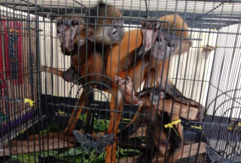 Satwa yang dilindungi Jenis Lutung saat di amankan oleh BKSDA Klas 1 Serang.