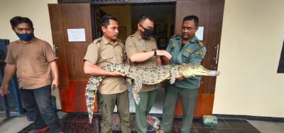 Pemuda Asal Baros Serahkan Buaya Muara ke BKSDA Serang