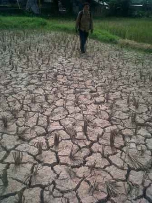 Sawah Kering, Petani Lambat Tanam