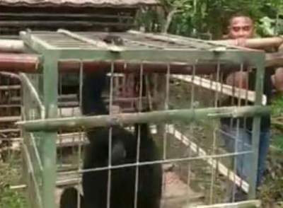Siamang Diserahkan Oleh Warga Ke BKSDA Serang