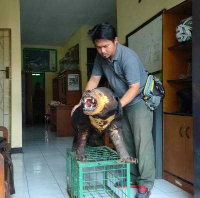 BKSDA Banten Mengamankan Seekor Beruang Madu Milik Warga Cilegon Banten