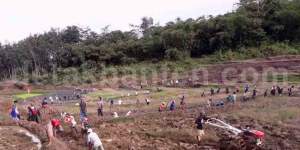 Ratusan Warga Guradog Garap Sawah Adat