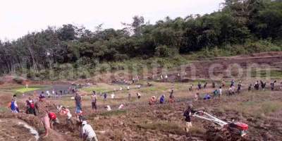 Ratusan Warga Guradog Garap Sawah Adat