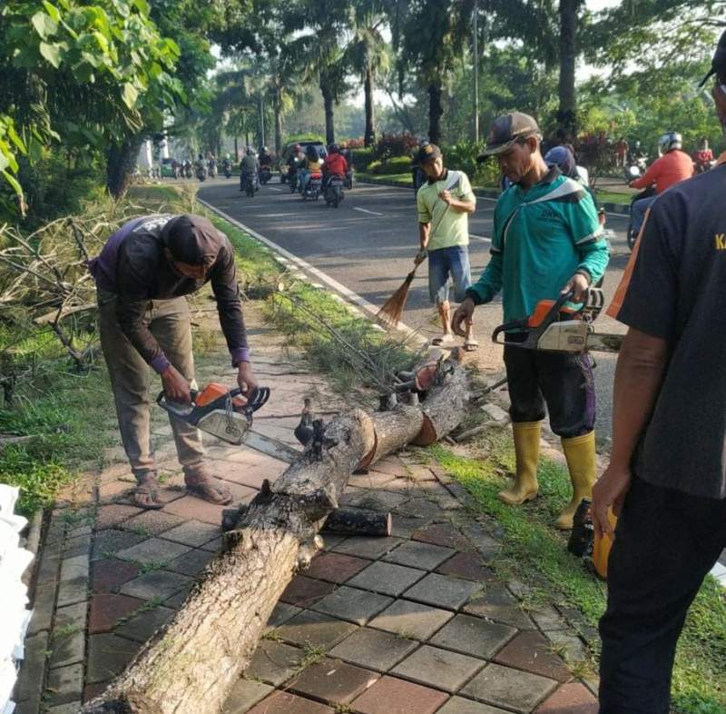 Membahayakan Warga, DLHK Bergerak Cepat Tebang Pohon di Jalan Pemda