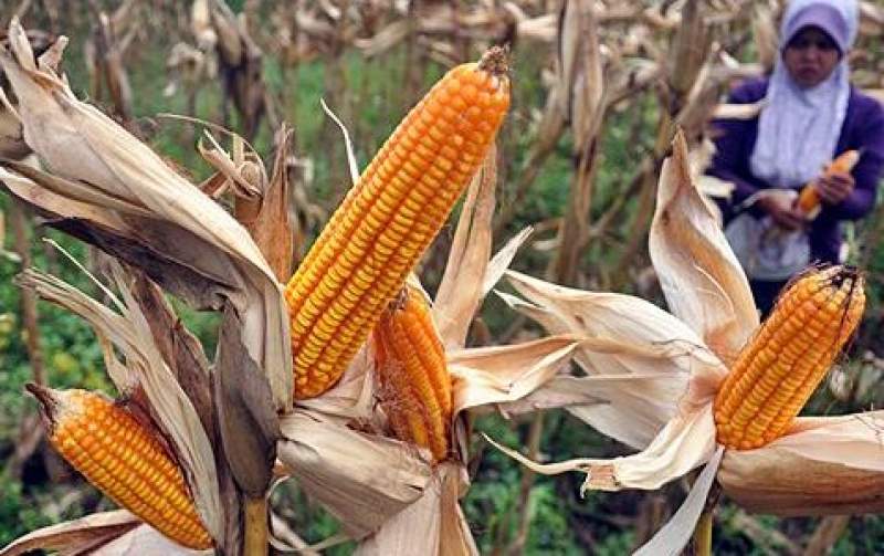 Distanak Banten kembangkan Jagung Hibrida